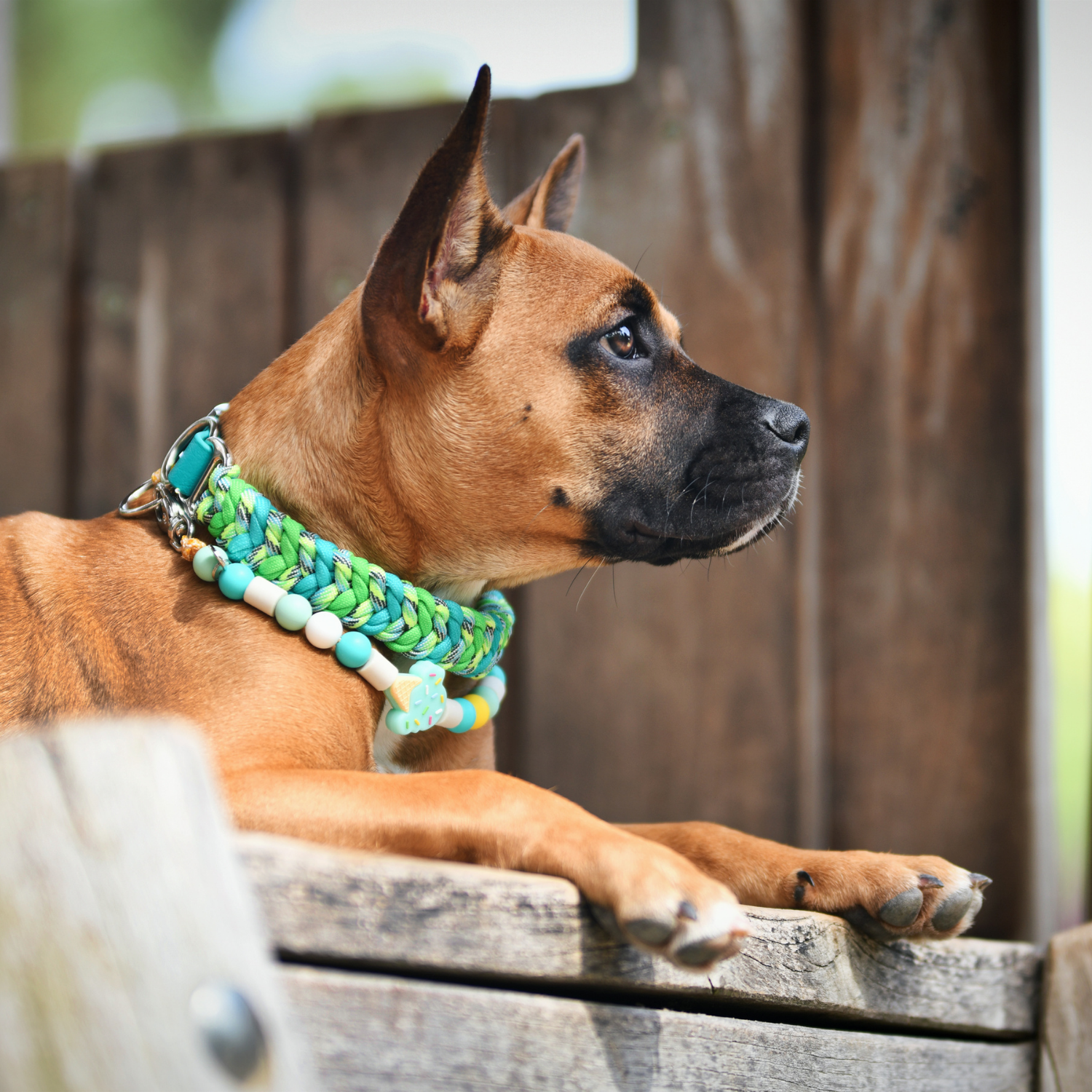 Accessories – pawsonmain